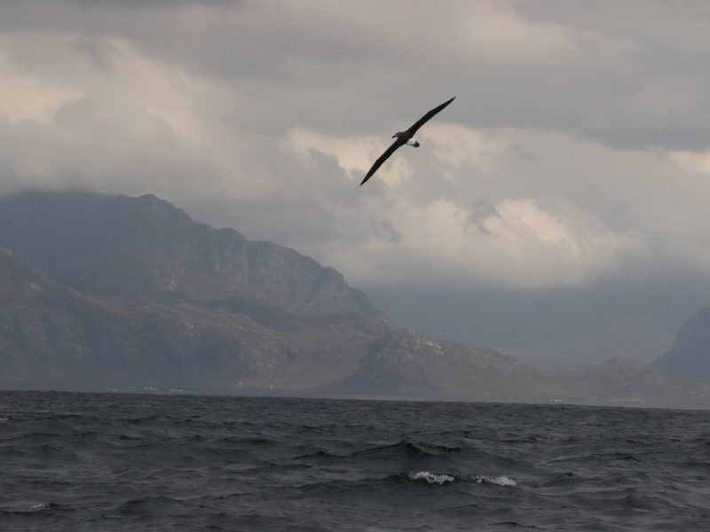 Cape town birding tours