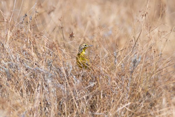 Kenya endemics birdwatching tour