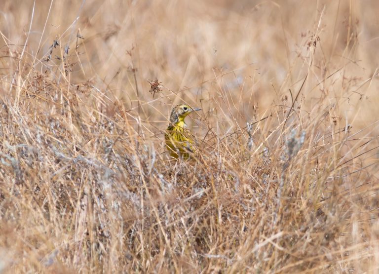 Kenya endemics birdwatching tour