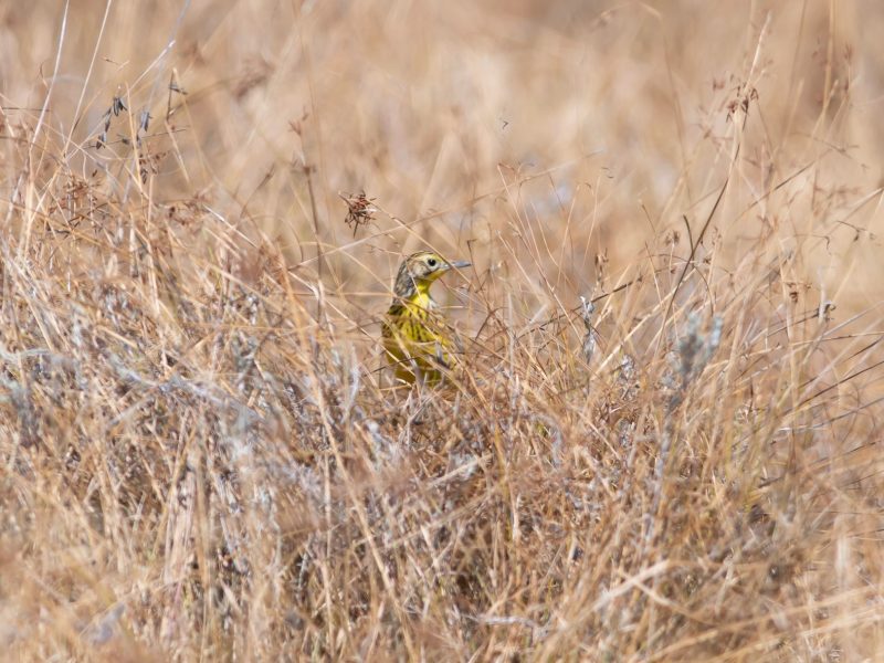 Kenya endemics birdwatching tour