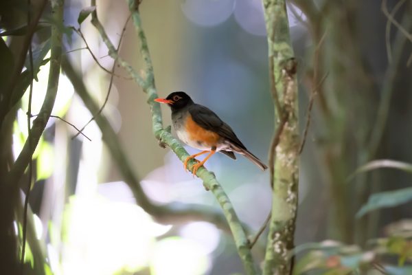 Kenya endemics birdwatching tour