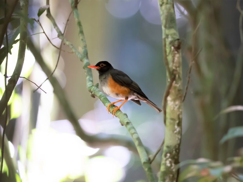 Kenya endemics birdwatching tour