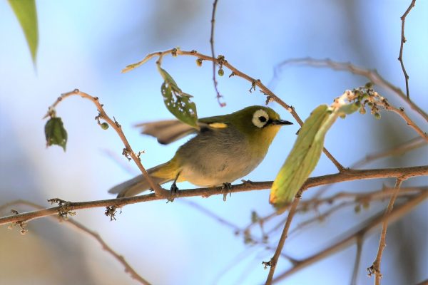 Kenya endemics birdwatching tour