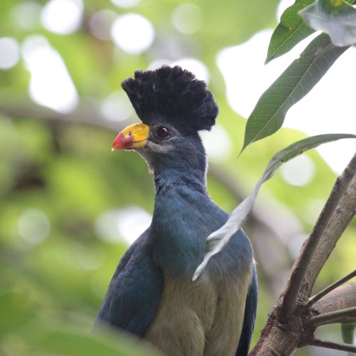 Rift valley western birding tour kenya
