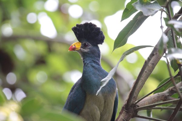 Rift valley western birding tour kenya