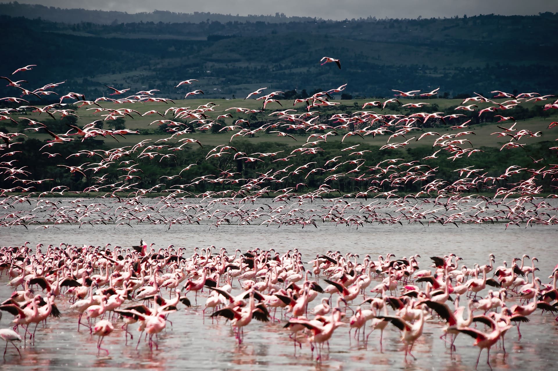 Rift valley Kenya birding tour