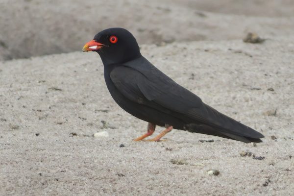 Congo birding tours
