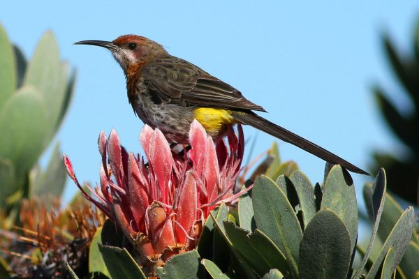 Zimbabwe birding tours