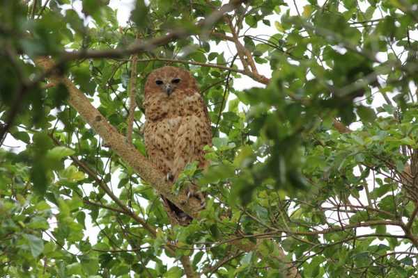 Botswana birding tours
