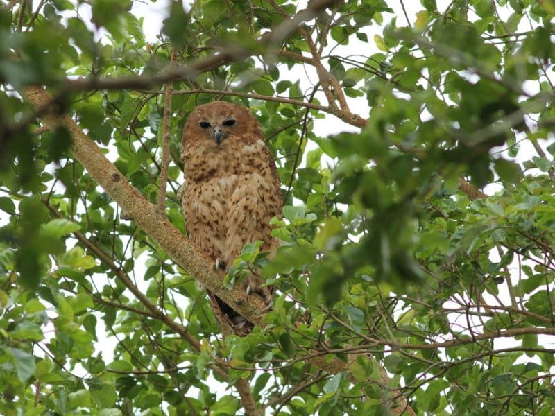 Botswana birding tours