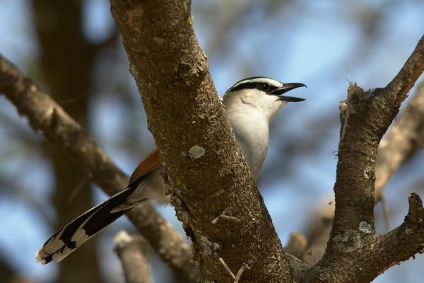 Morocco birding tours