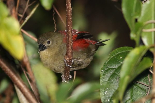 Zimbabwe birding tours