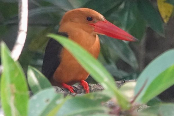 Thailand birding tours