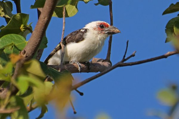 Zambia birding tours