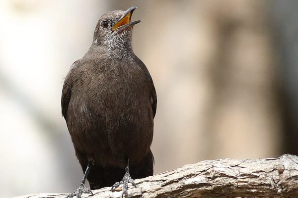 Zimbabwe birding tours