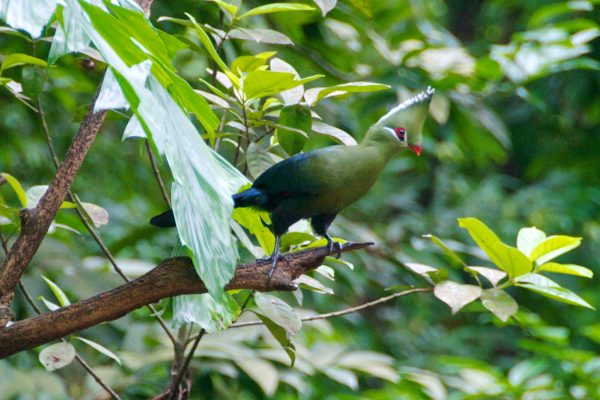Zimbabwe birding tours