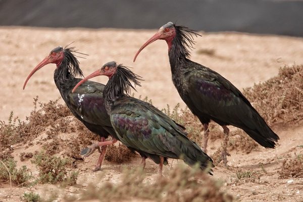 Morocco birding tours