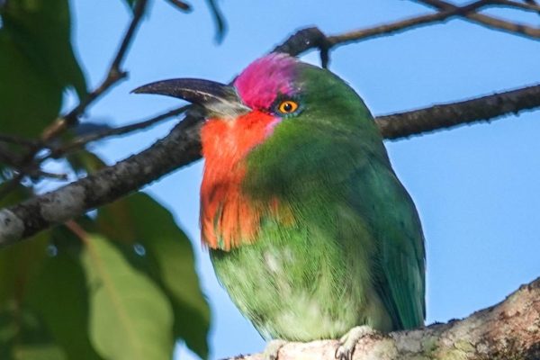 Thailand birding tours