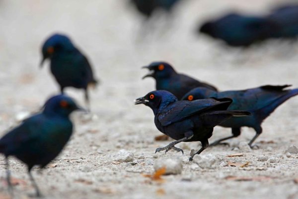 Namibia birding tours