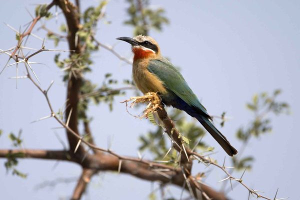 Namibia birding tours