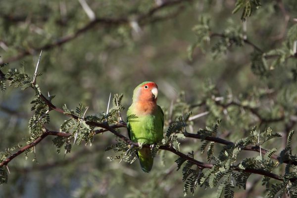 Namibia birding tours