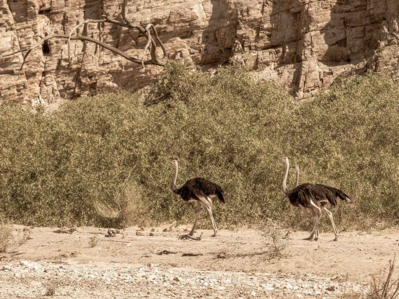 Namibia birding tours