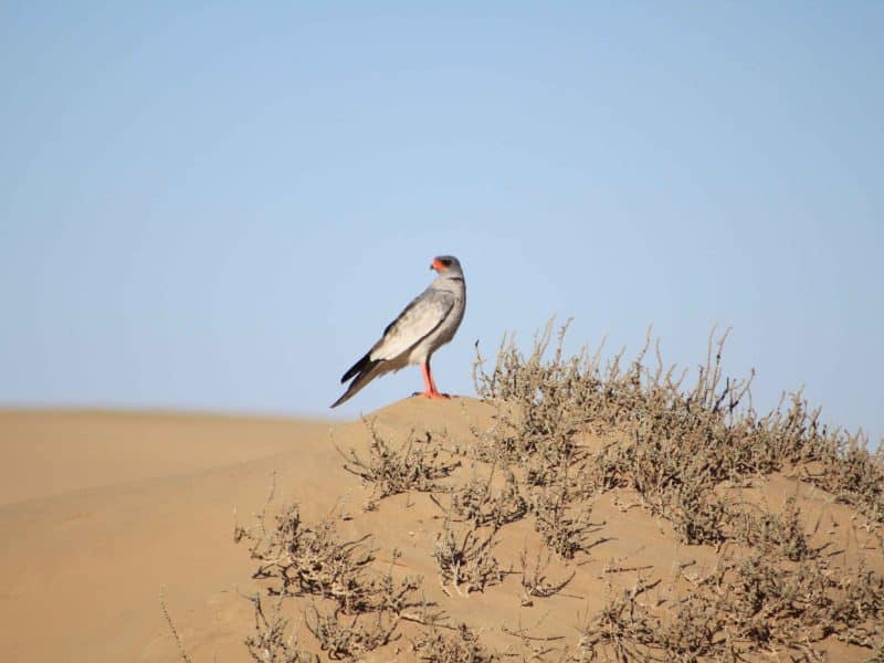 Namibia birding tours