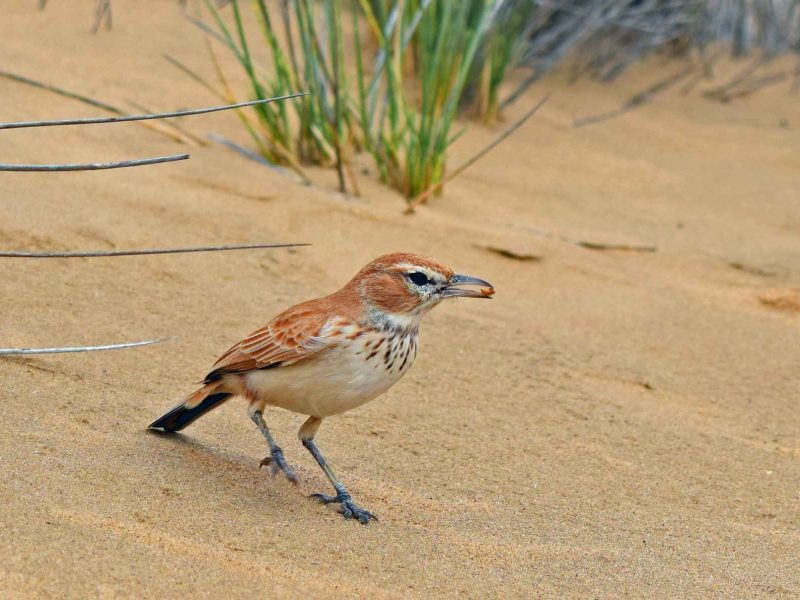 Namibia birding tours