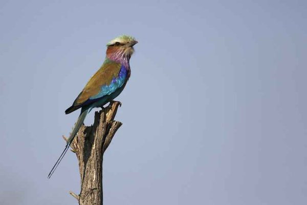Namibia birding tours