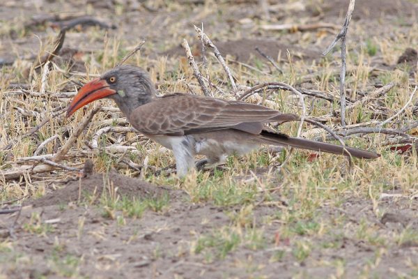 Zimbabwe birding tours