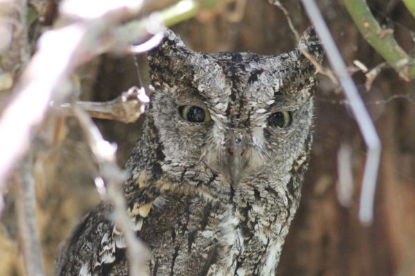 Gambia birding tours