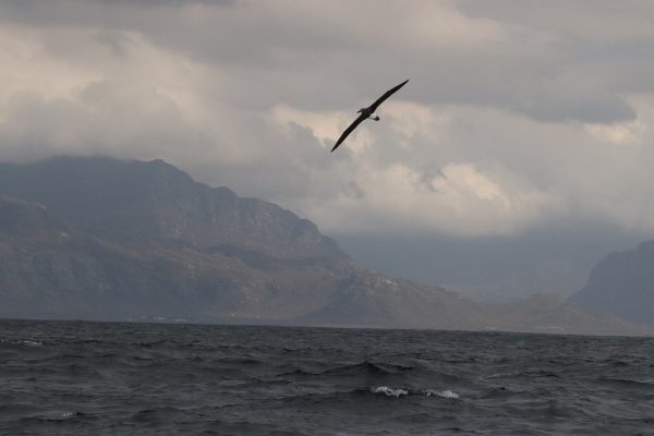 South Africa birding tours