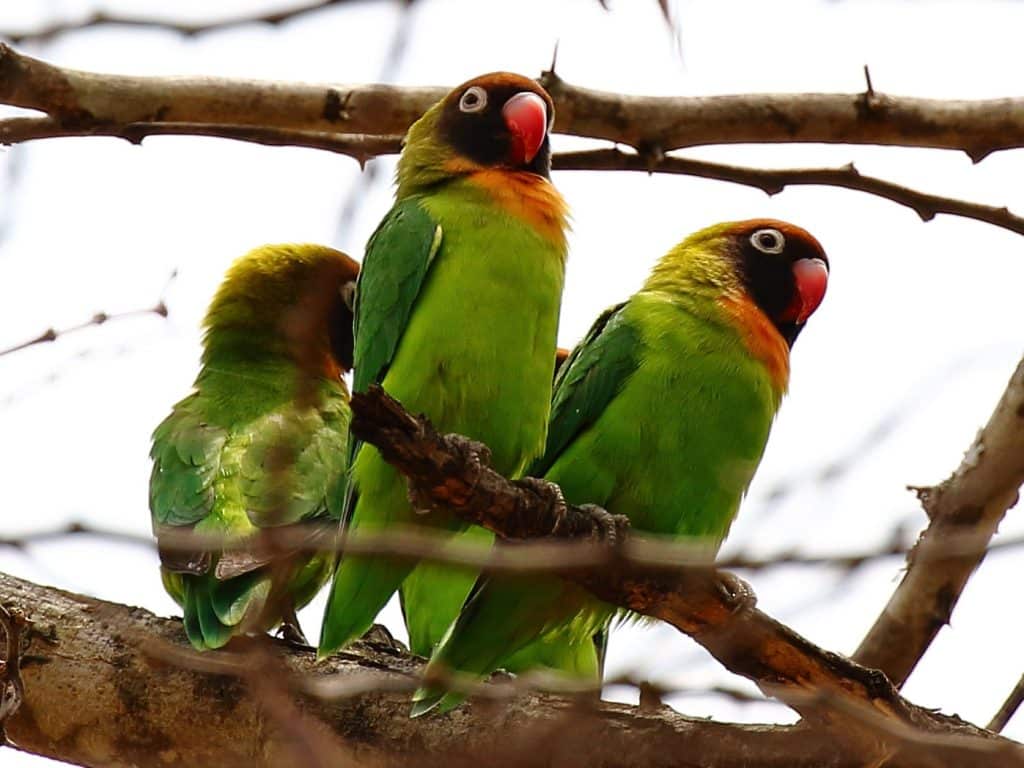 Zambia birding tours