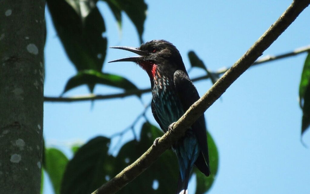 Uganda birding tours
