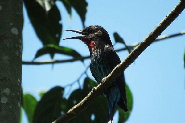 Uganda birding tours