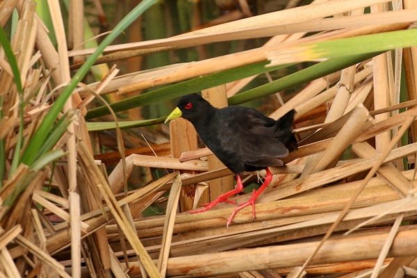 Gambia birding tours