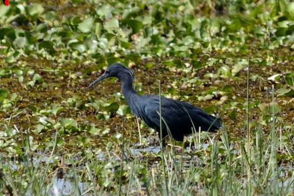 Gambia birding tours