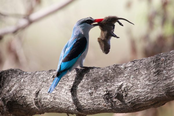 Botswana birding tours