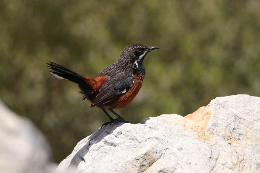 South Africa birding tours