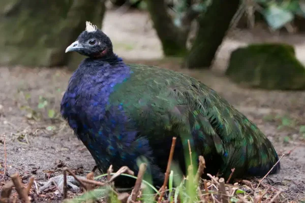 Congo birding tours