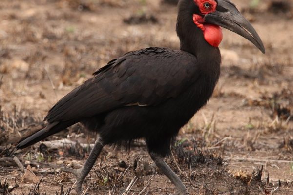 South Africa birding tours