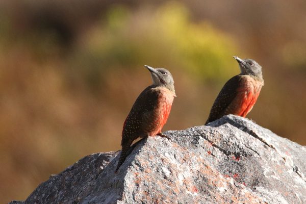 South Africa birding tours