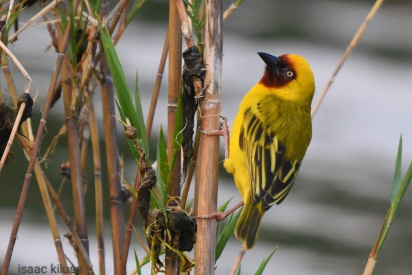 Tanzania birdwatching holidays