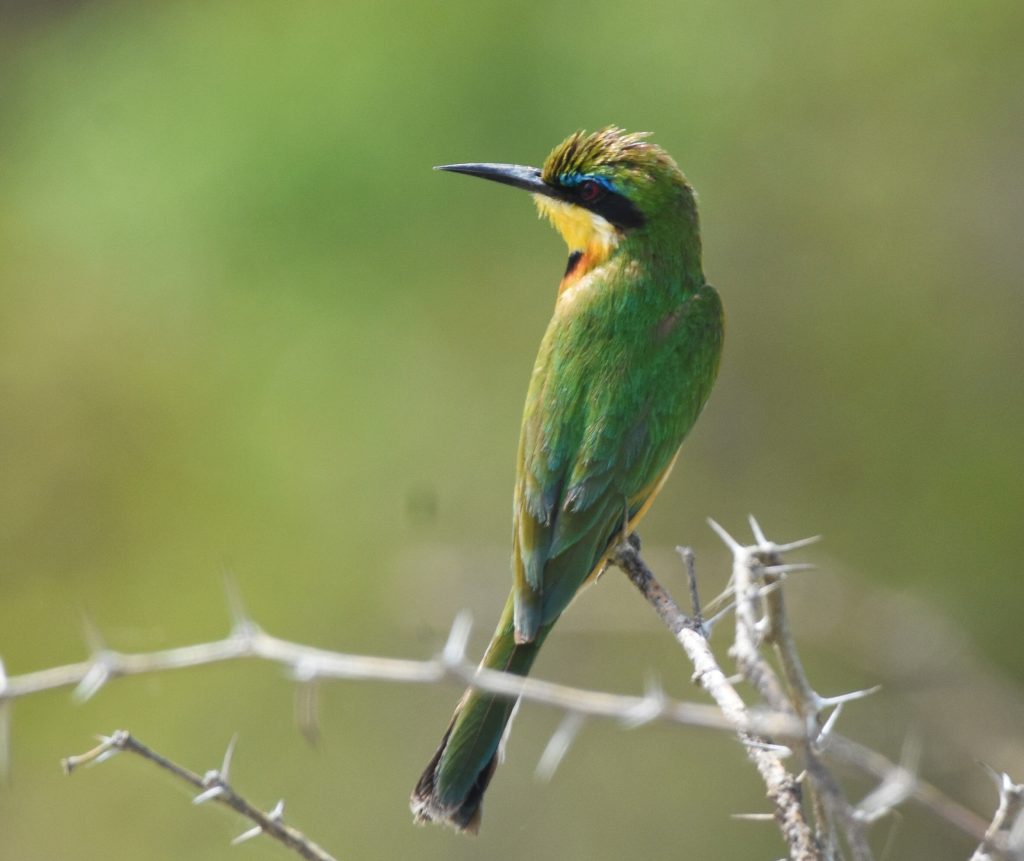Tanzania birding tours