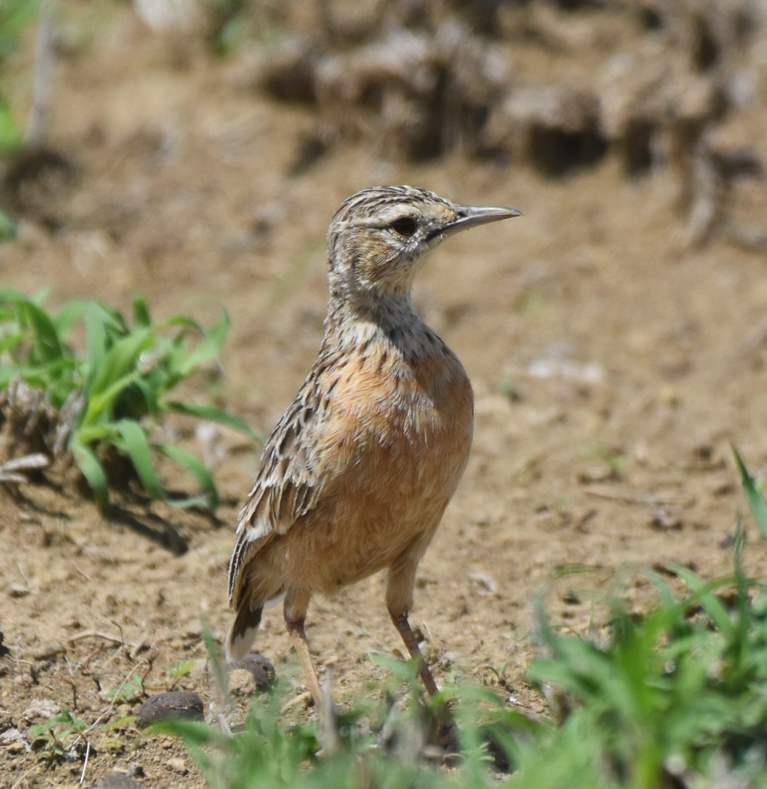 Tanzania birding tours