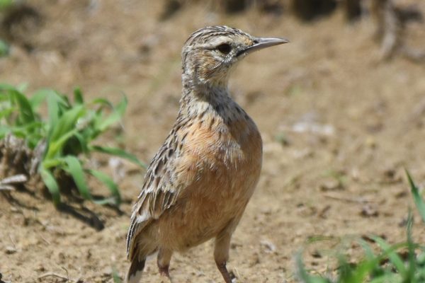 Tanzania birding tours