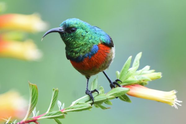 Tanzania birdwatching safaris