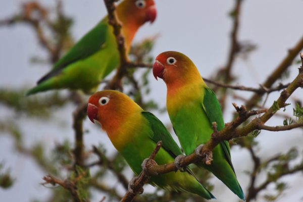 Tanzania birding tours