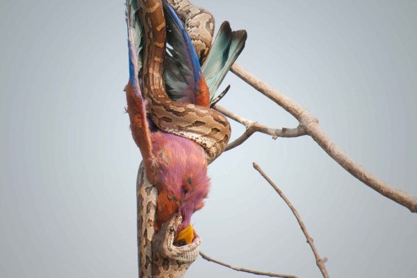 Zambia birding tours