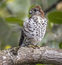Mauritius and Reunion birding tours